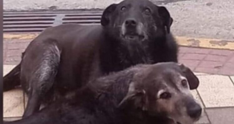 JOVEN CONFIESA PARTICIPACIÓN EN MATANZA DE PERROS COMUNITARIOS DE VALDIVIA