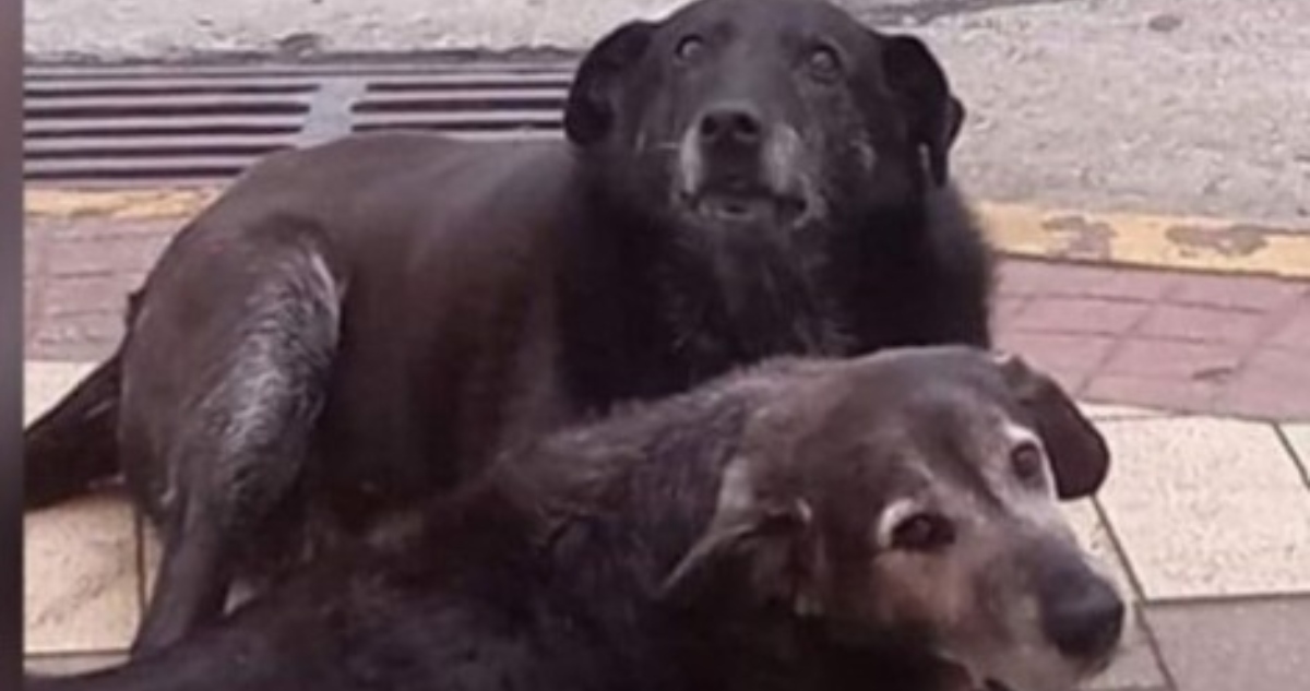 JOVEN CONFIESA PARTICIPACIÓN EN MATANZA DE PERROS COMUNITARIOS DE VALDIVIA