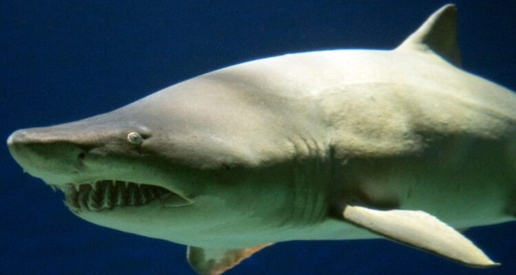 Mujer muere tras nuevo ataque de tiburón en las aguas de Bahamas: Cuáles son las playas más peligrosas