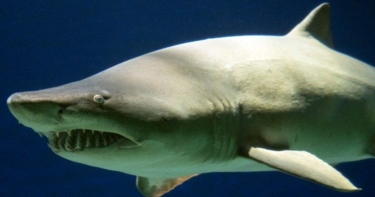 Mujer muere tras nuevo ataque de tiburón en las aguas de Bahamas: Cuáles son las playas más peligrosas