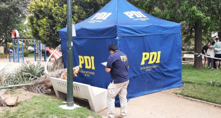 Palmera cayó sobre adulto mayor en plaza Rioja de Viña del Mar causándole la muerte en el lugar