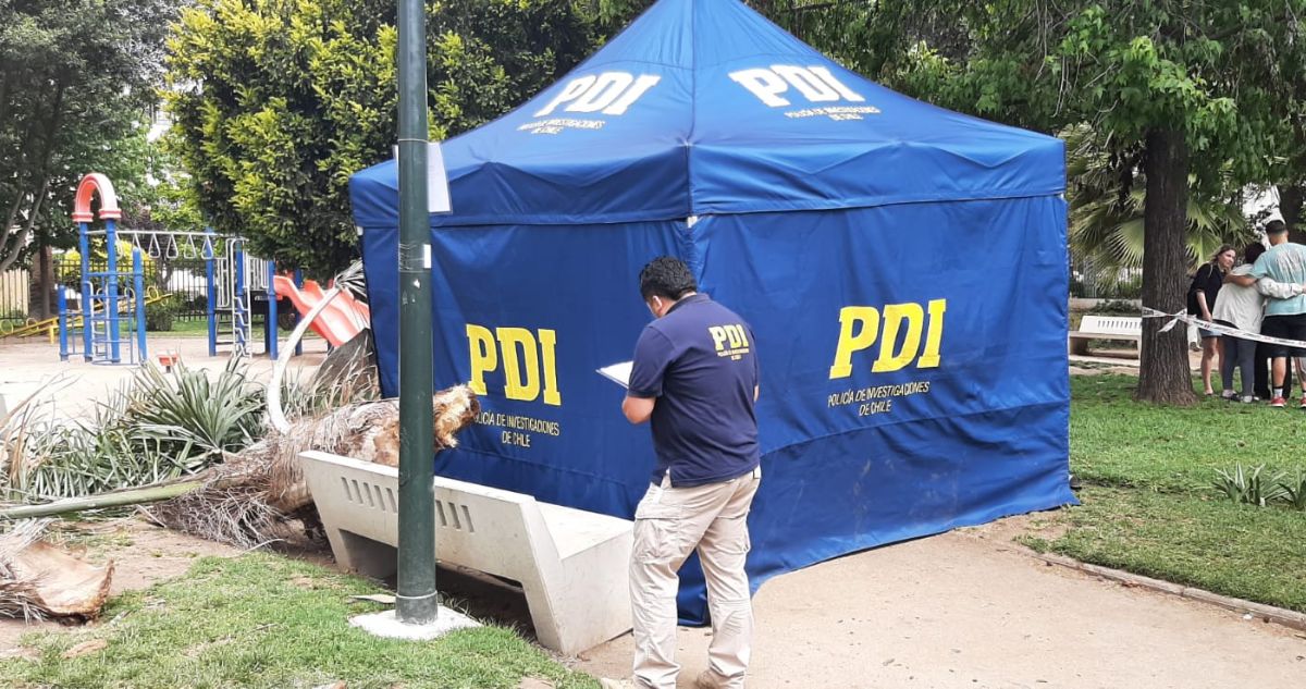Palmera cayó sobre adulto mayor en plaza Rioja de Viña del Mar causándole la muerte en el lugar