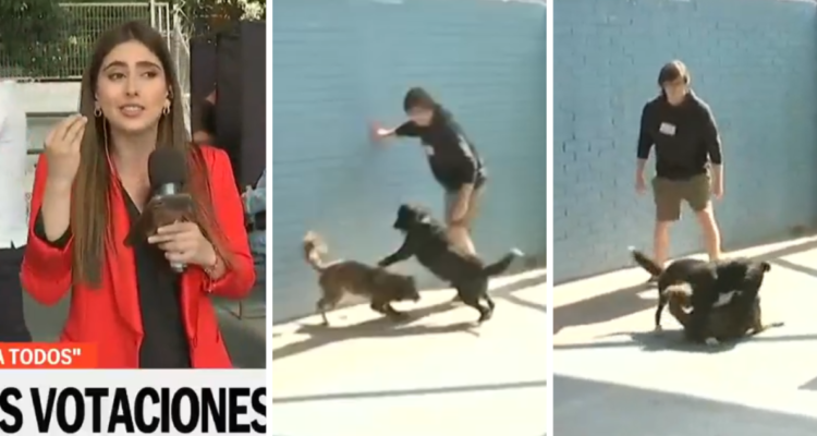 Pelea de perros interrumpe despacho de periodista de TVN en el marco del plebiscito constitucional