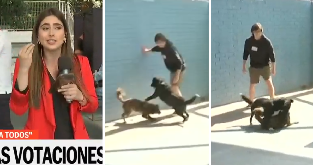 Pelea de perros interrumpe despacho de periodista de TVN en el marco del plebiscito constitucional