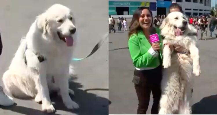 Enorme perro de 1,65 metros se robó las miradas tras acompañar a su dueña a votar: “Es muy mamón”