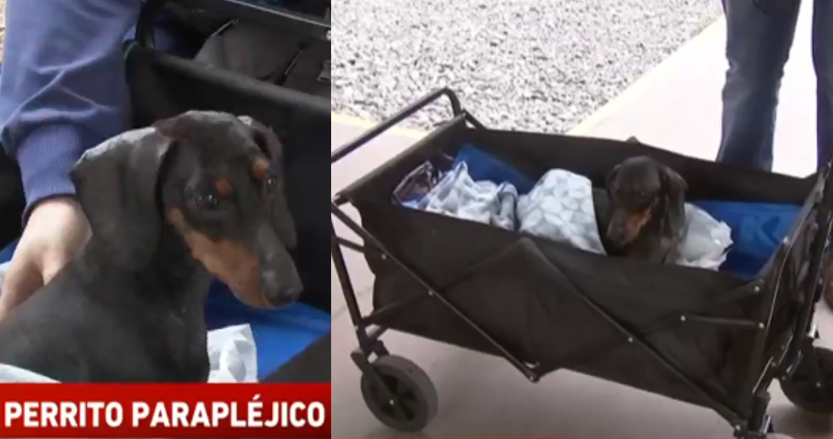 Perro parapléjico llega a votar con su dueña