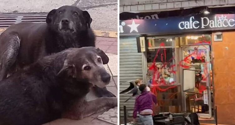 Acusan lenta investigación por muerte de dos perros comunitarios y el ataque a cafetería en Valdivia