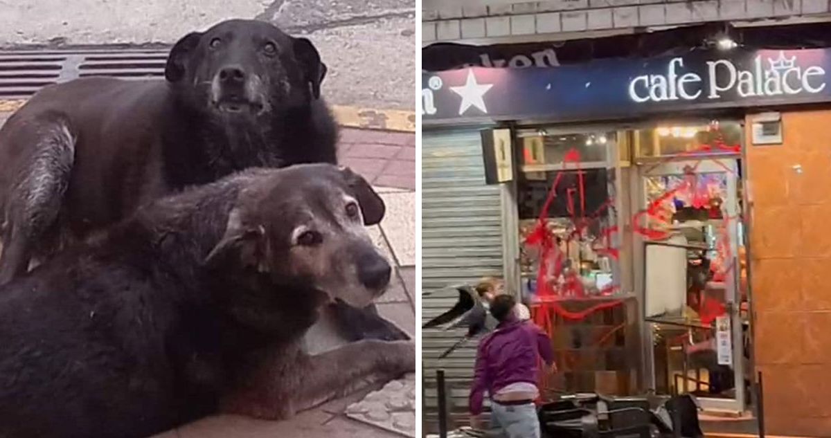 Acusan lenta investigación por muerte de dos perros comunitarios y el ataque a cafetería en Valdivia