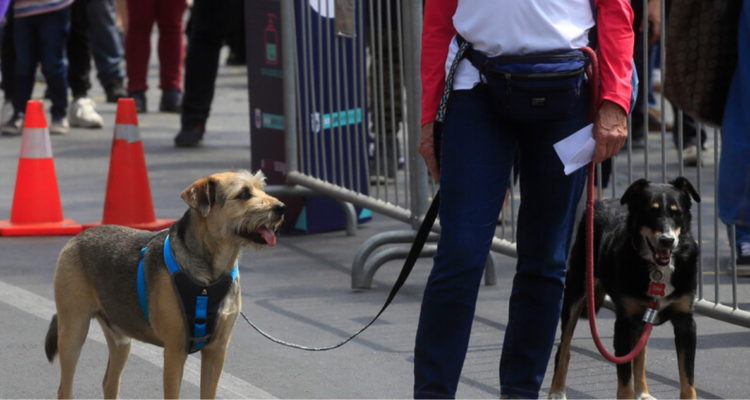 Consejos para ir a votar con tu perro