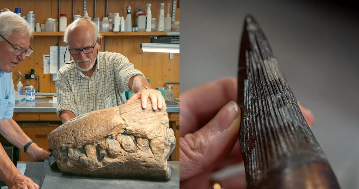 Cráneo del Pliosaurio (izquierda) y dientes del fósil (derecha)