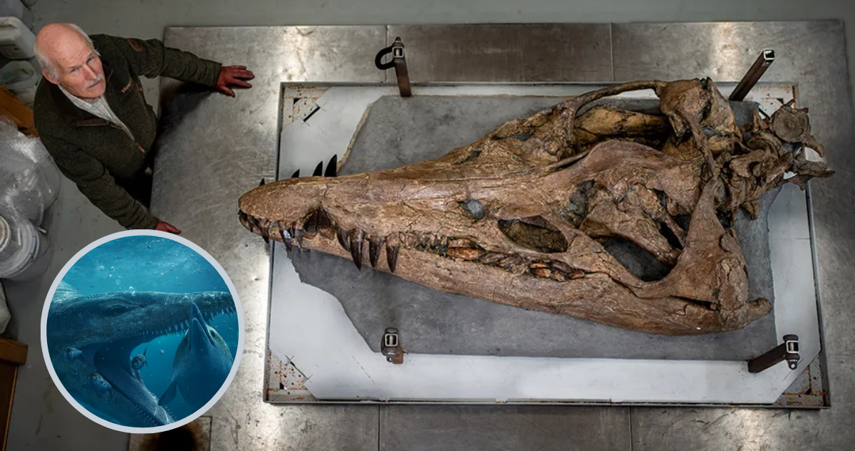 Fotografías de la BBC del fósil de Pliosaurio encontrado en un acantilado de Dorset, Reino Unido