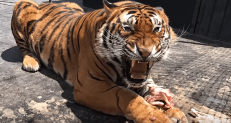 Tigres habrían devorado a hombre en zoológico