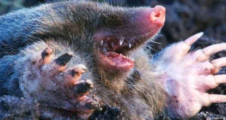 Topo de especie europea