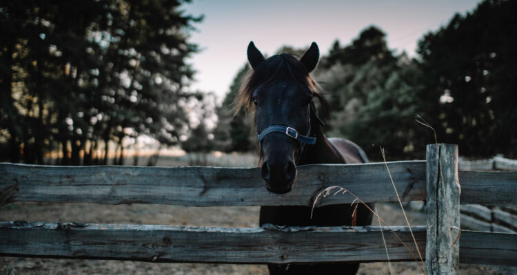 Expertos alertan ante posible llegada de peligroso virus equino que se detectó en Argentina