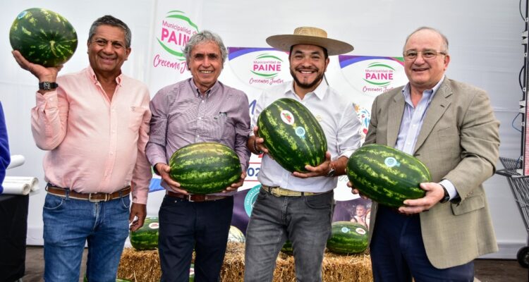 Temporada de sandía en Paine
