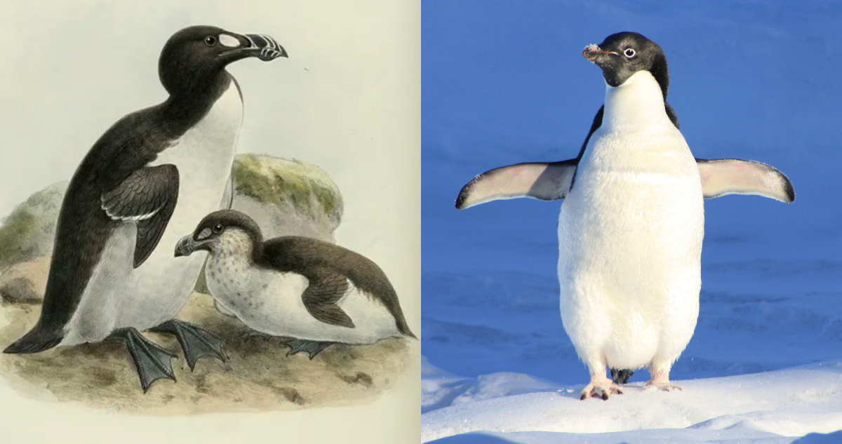 La curiosa historia del ‘alca gigante’, el ave extinta que pone en duda la existencia de los pingüinos