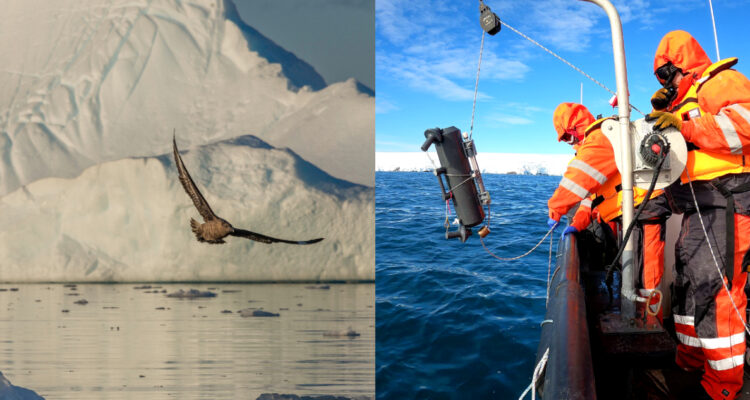Detectan por primera vez bacterias que degradan contaminantes en la Antártica: “Es impresionante”