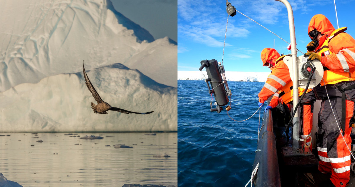 Detectan por primera vez bacterias que degradan contaminantes en la Antártica: “Es impresionante”