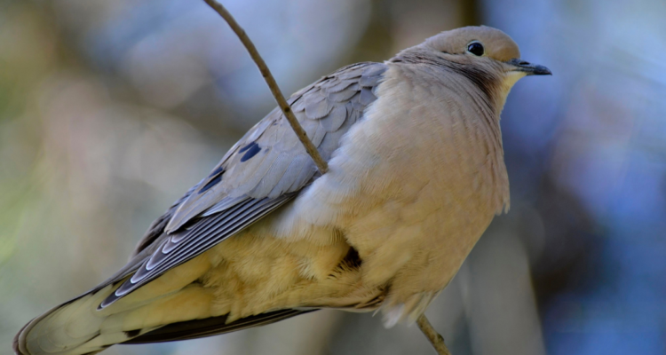 Enfermedad de Newcastle: detectan 7 casos en aves de la región Metropolitana y Valparaíso