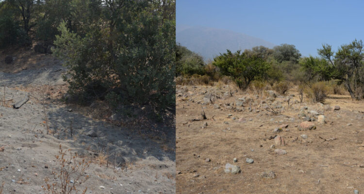 La Florida: tribunal determina que SMA actuó bien al retirar arenas del Bosque El Panul