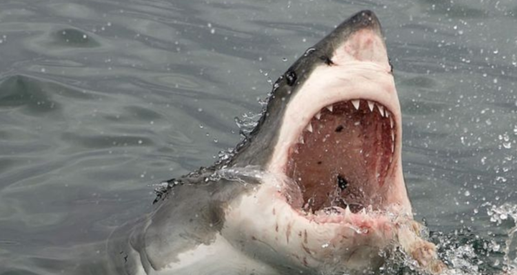 Ataque de tiburón en Sydney