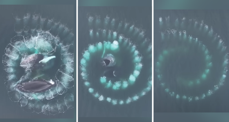 VIDEO | Ballenas crean perfecto espiral de Fibonacci en océano: rara vez había sido captado en cámara