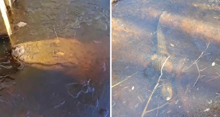 Caimanes congelados, pero aún vivos: ola de frío en EEUU expone llamativa habilidad de estos reptiles