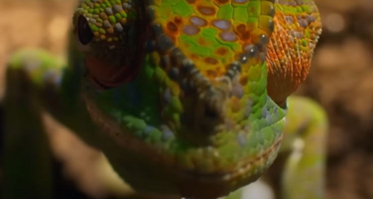 La breve vida del camaleón de labord intriga a los científicos, quienes sugieren que el estallido de colores se debe a señales nerviosas.