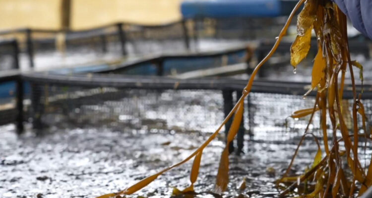 Comunidad Cobre: ¿Qué es el carbono azul y cómo contribuye a combatir el cambio climático?