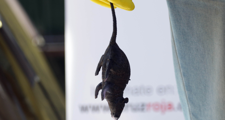 Caso de virus Hanta en La Araucanía