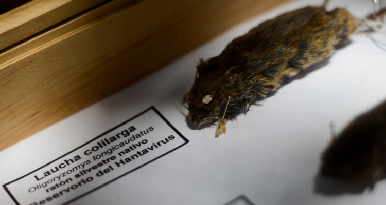 Imagen de roedor por casos de virus Hanta en La Araucanía