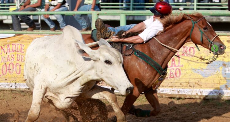 Polémica por “coleo” venezolano: Paine anuncia que no autorizará evento por maltrato animal