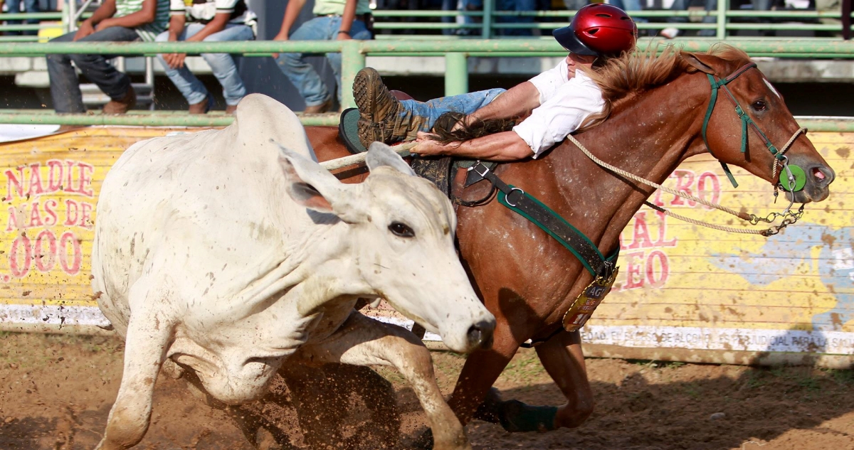 Polémica por “coleo” venezolano: Paine anuncia que no autorizará evento por maltrato animal