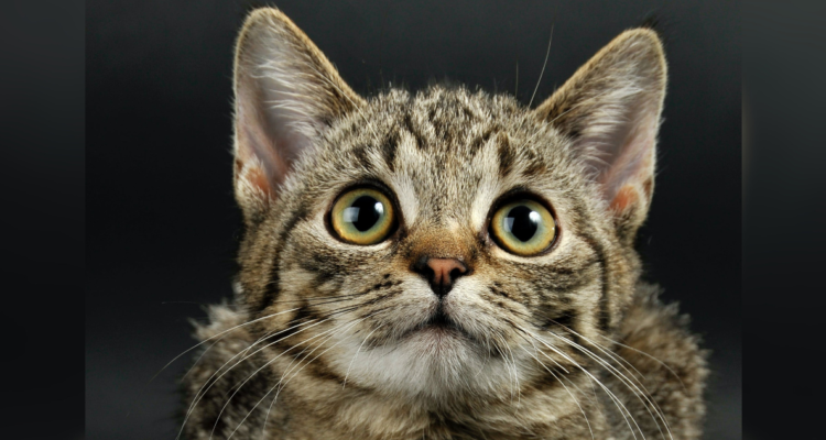 Así ve tu gato: conoce cómo tu felino saborea, huele, escucha, siente y percibe el mundo