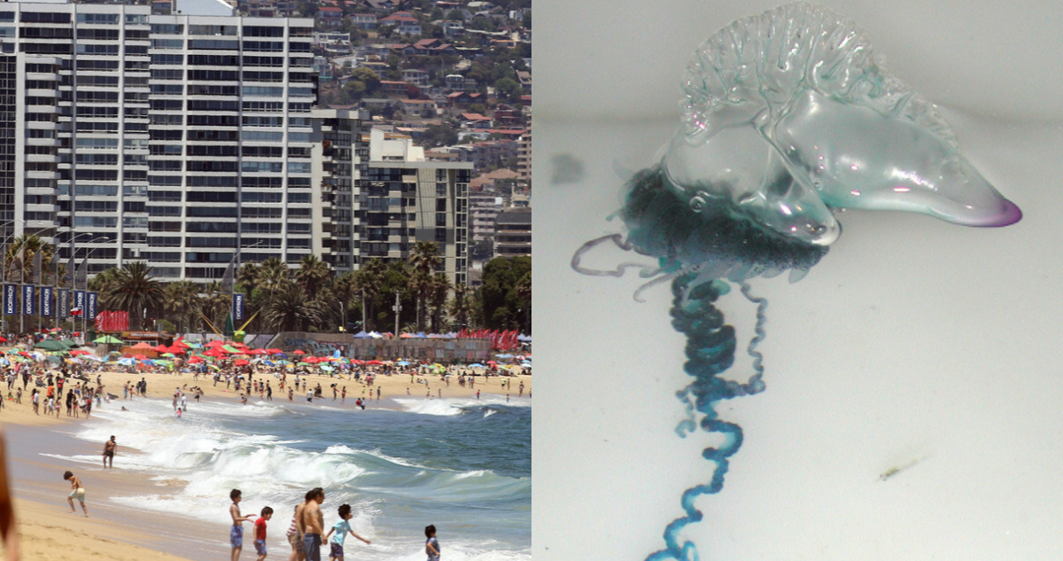 Fragata portuguesa: autoridades piden precaución por posible presencia de la especie en Valparaíso