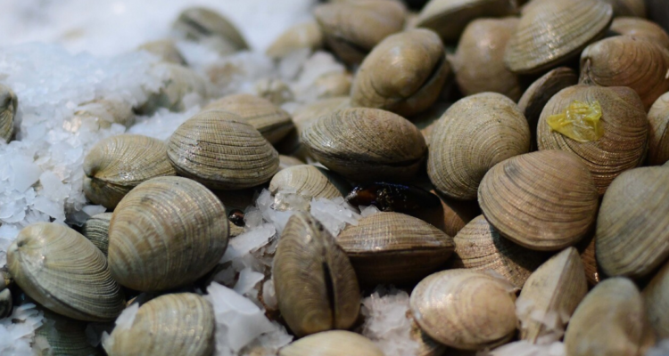 Los Ríos: Seremi de Salud no descarta posible floración de Marea Roja por altas temperaturas en verano