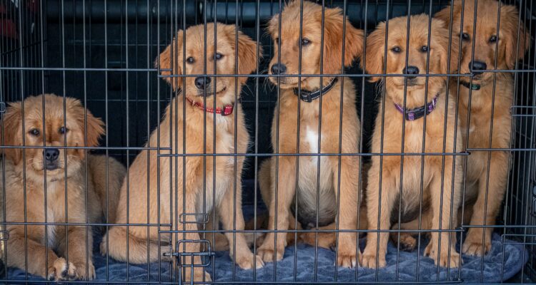 perros enjaulados