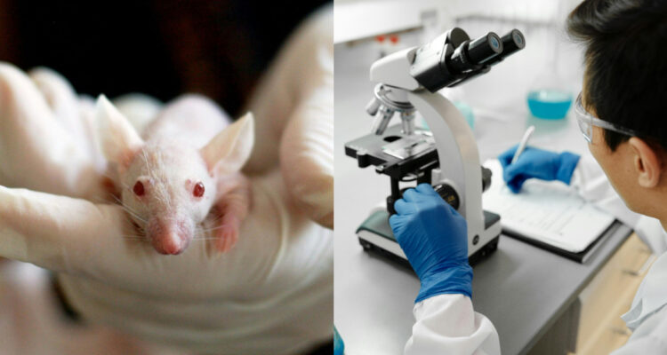 Científicos chinos estarían experimentando con una cepa del Covid altamente letal: infecta el cerebro