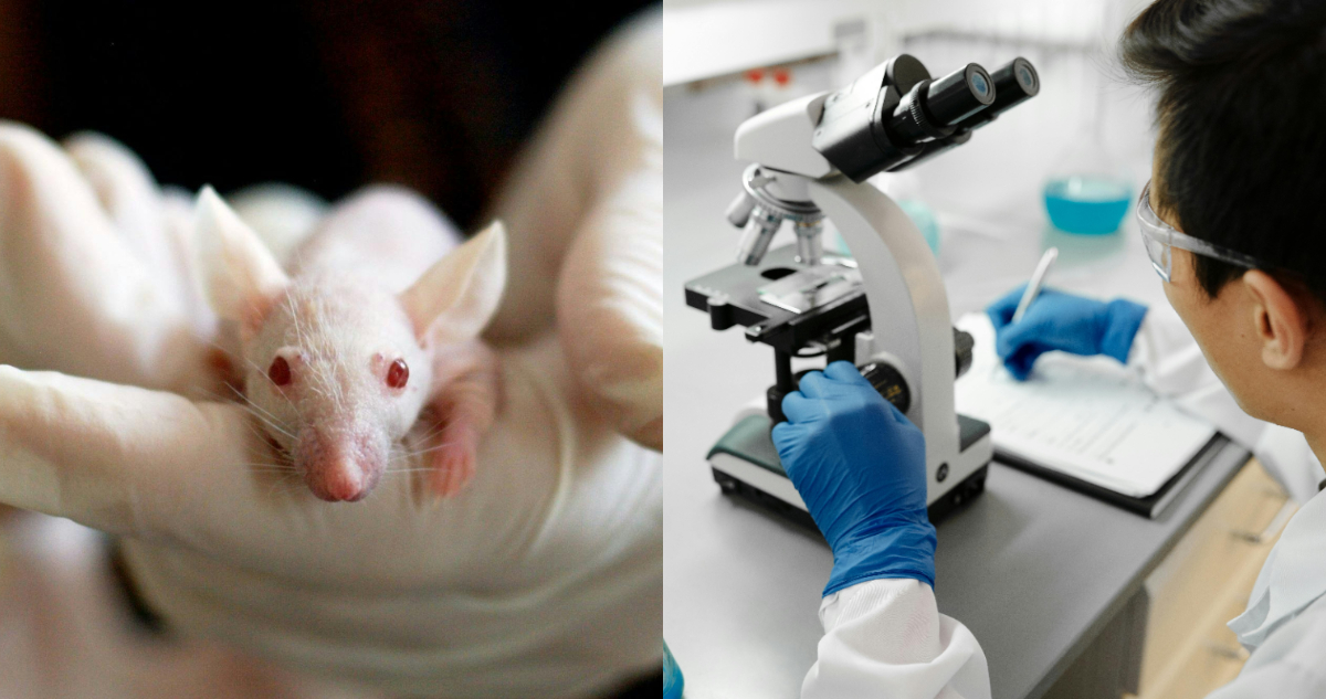 Científicos chinos estarían experimentando con una cepa del Covid altamente letal: infecta el cerebro