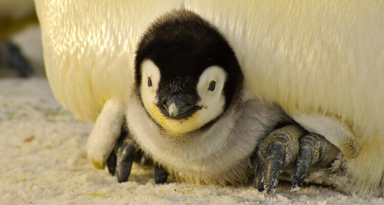 “Somos una especie, no podemos eliminar a todas las demás”: Juliana Vianna por crisis de los pingüinos