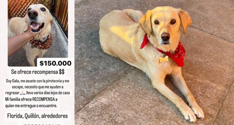 Desesperada búsqueda de Gala en Florida: perrita se escapó por los fuegos artificiales de Año Nuevo