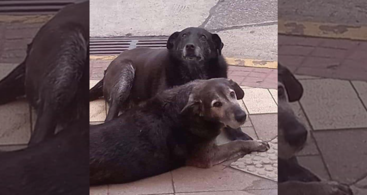 Caballita y Viejito | Redes sociales