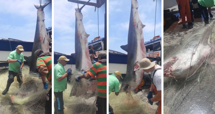 Pescadores capturan gigantesco tiburón en Constitución: pesó 360 kilos y 3 metros de largo