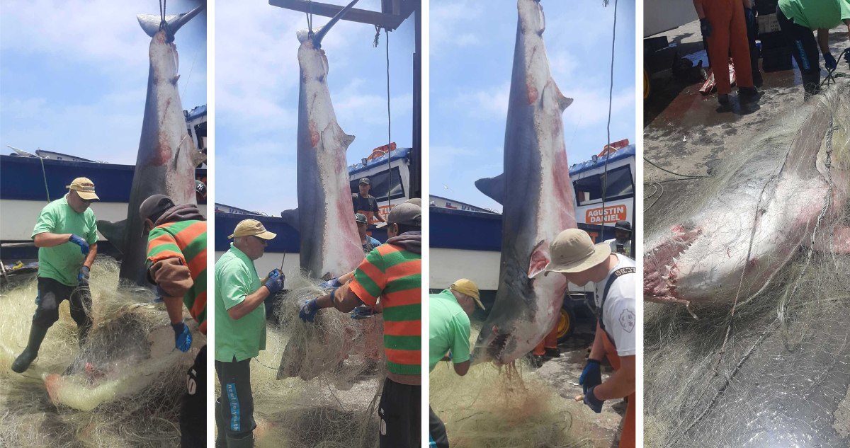 Pescadores capturan gigantesco tiburón en Constitución: pesó 360 kilos y 3 metros de largo