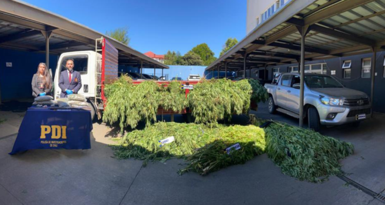 Droga incautada en operativo en comunidad mapuche