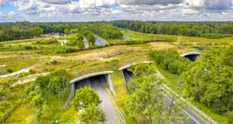 Imagen referencial de pasos ecológicos que se implementarán en Chiloé
