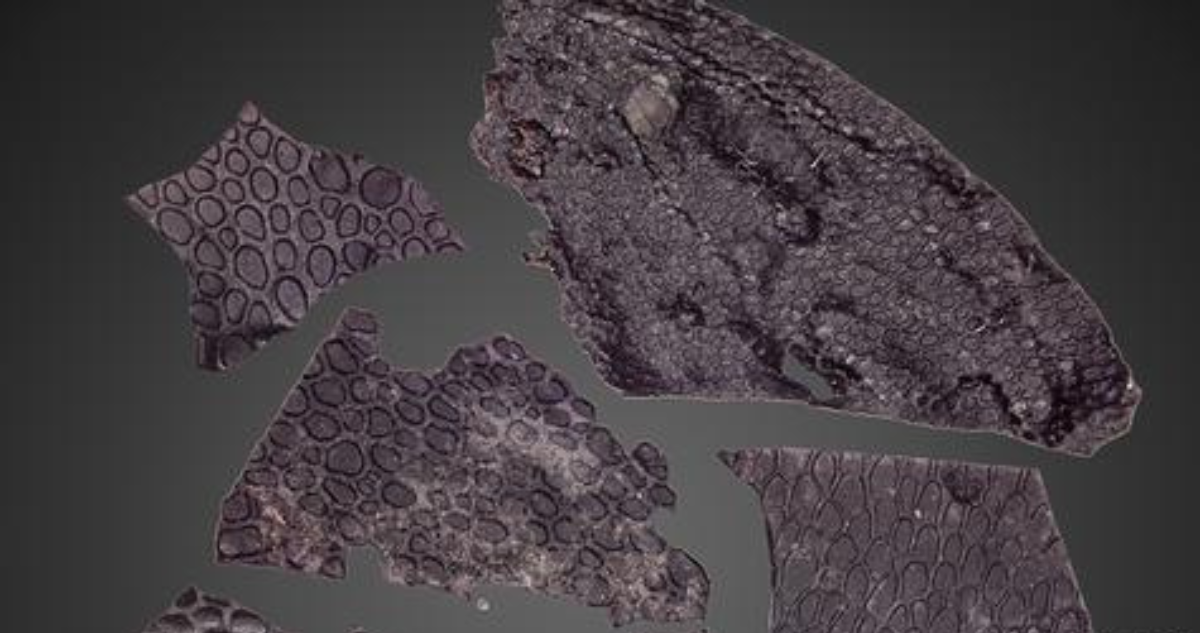 Fósil de piel más antiguo