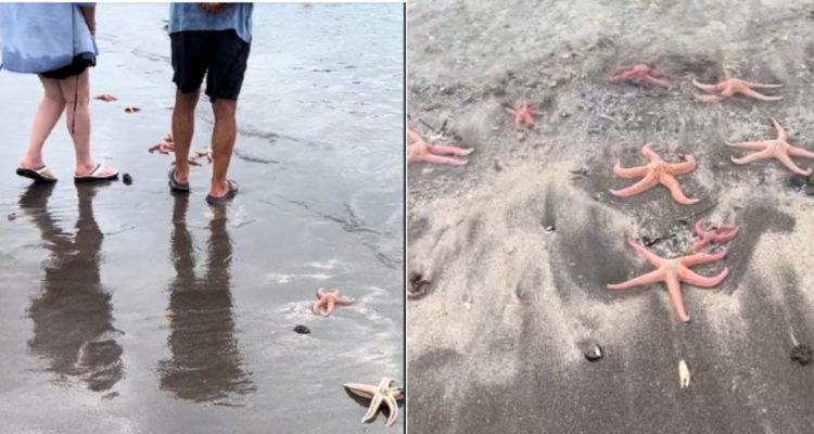 Estrellas de mar en Pichulemu