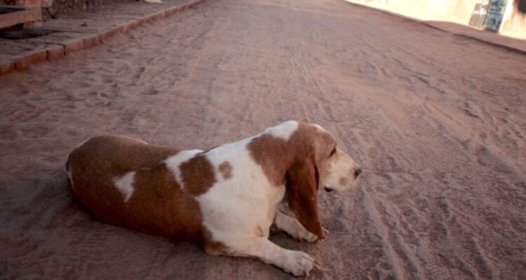 Eutanasia para 4.500 perros: el recurso ingresado en San Pedro de Atacama por “amenaza para la salud”