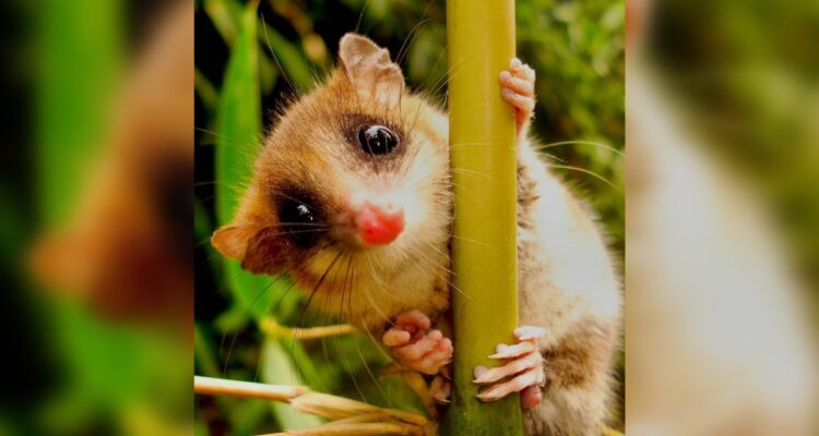 archivan causa contra profesor acusado de experimentar con monitos del monte